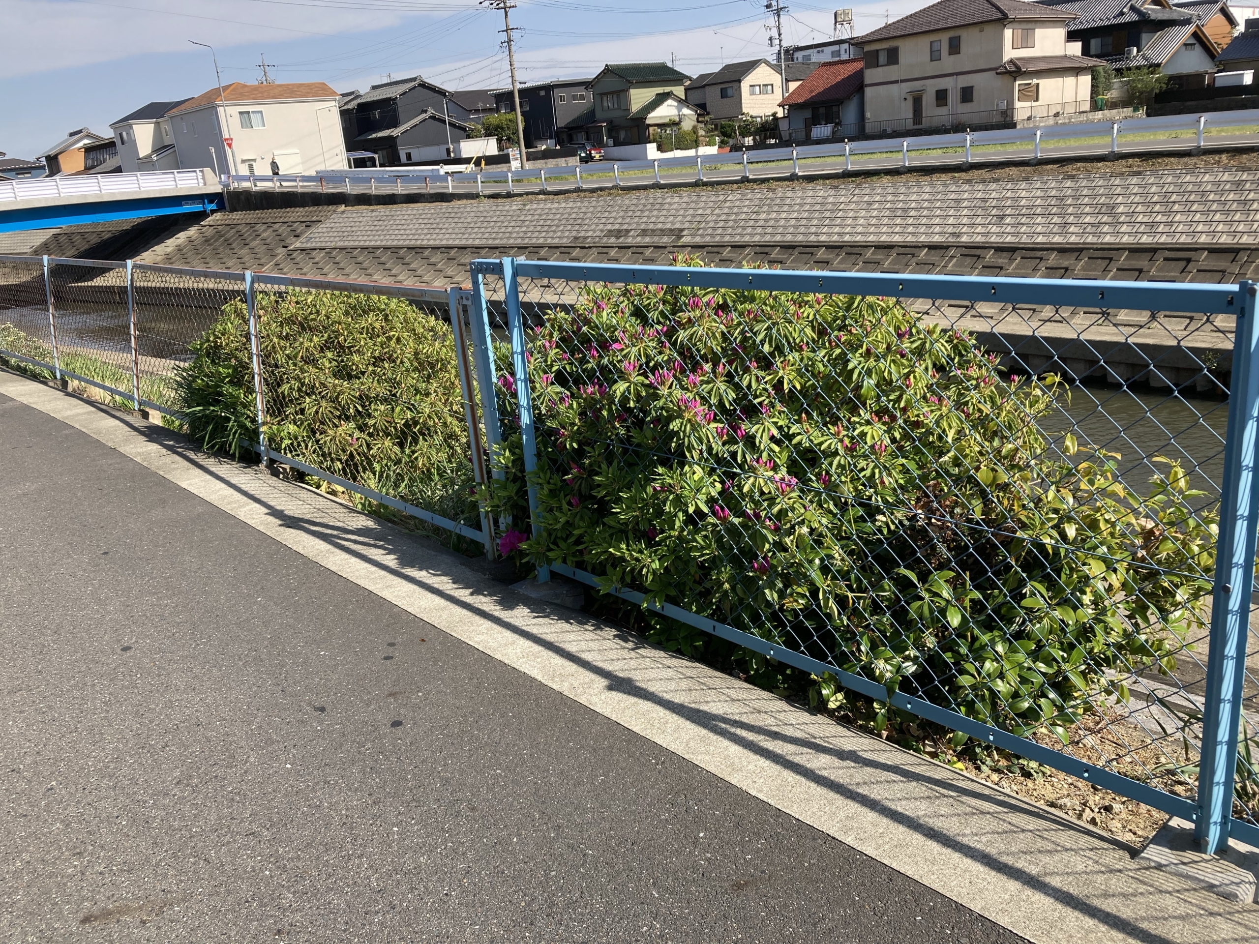 小さい剪定
