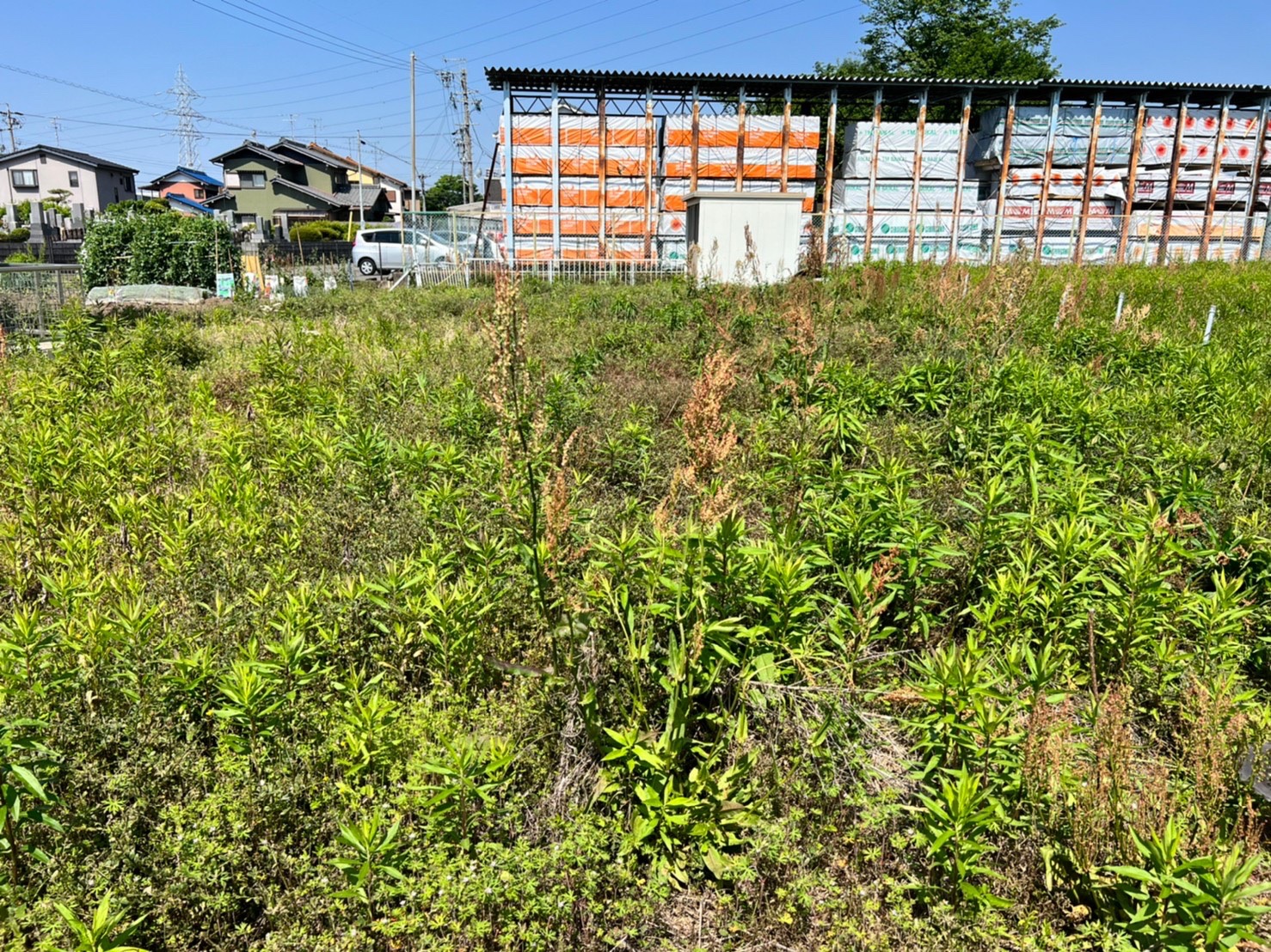 扶桑草刈り前