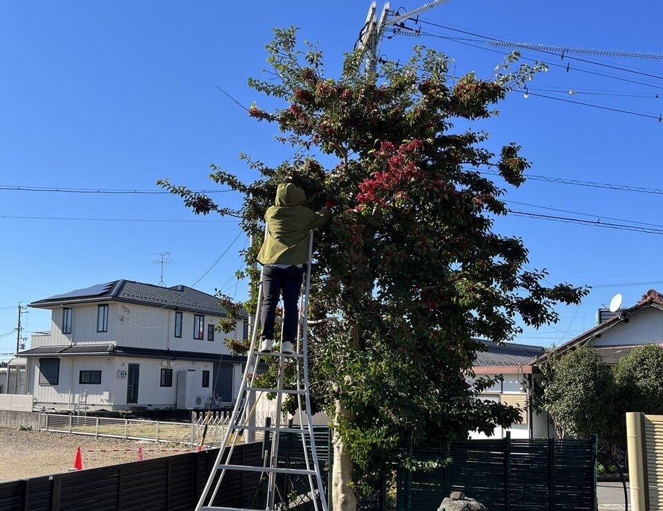 剪定作業