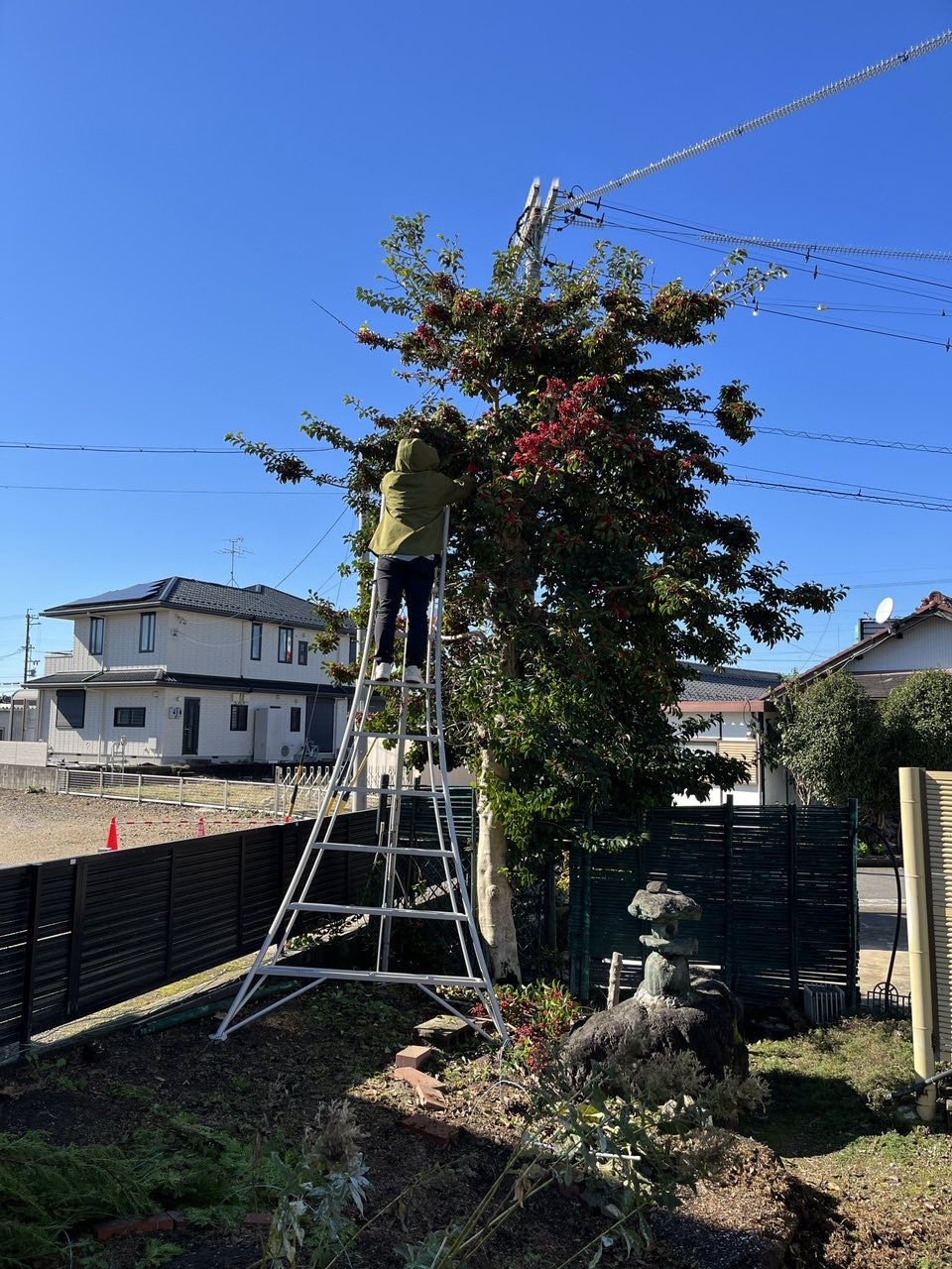 剪定作業