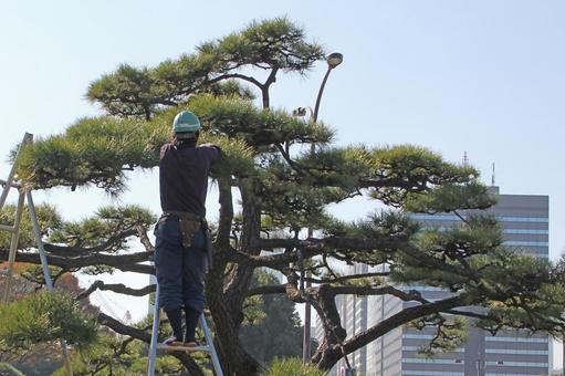 高木剪定作業