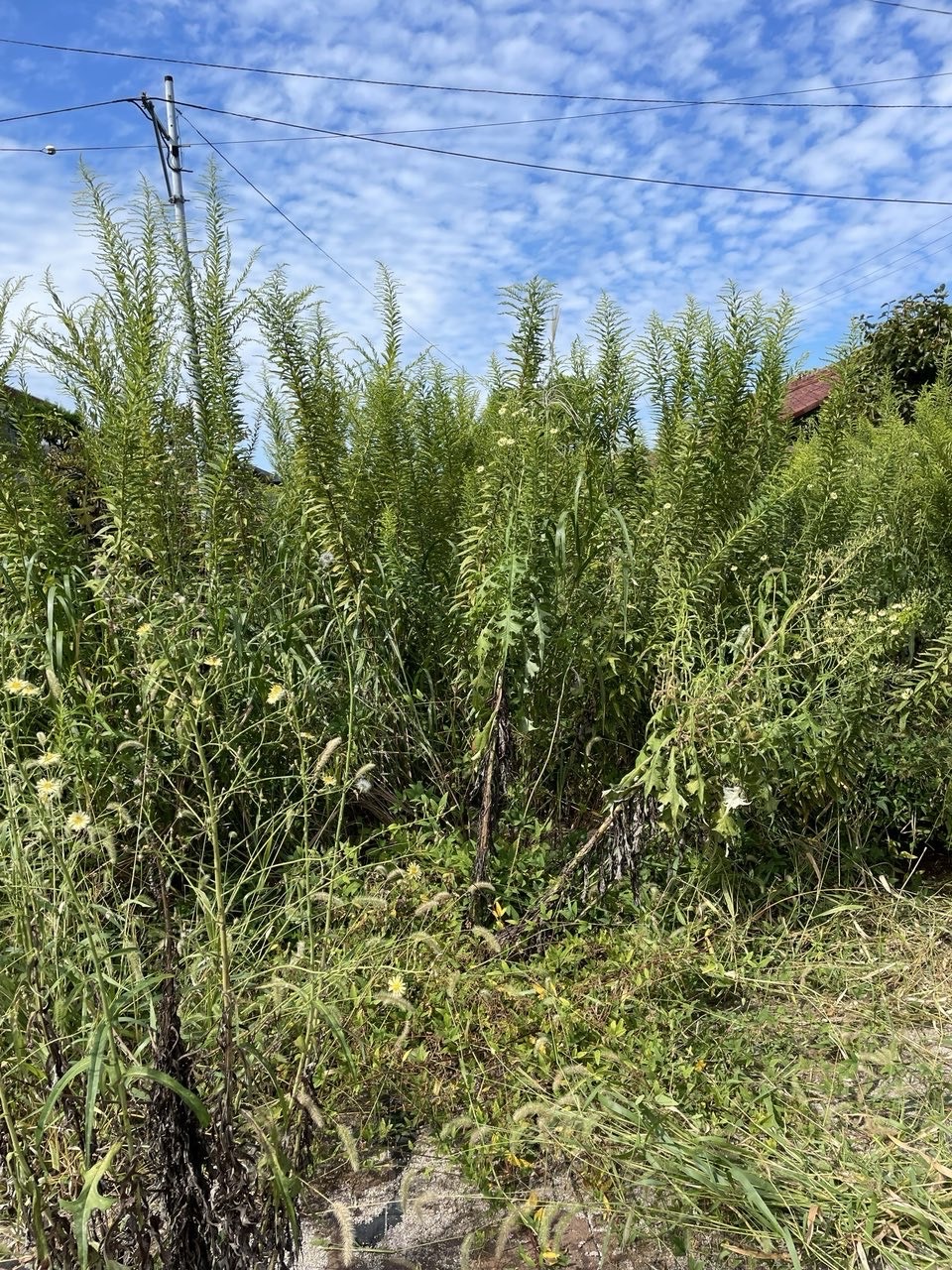 草刈り作業前