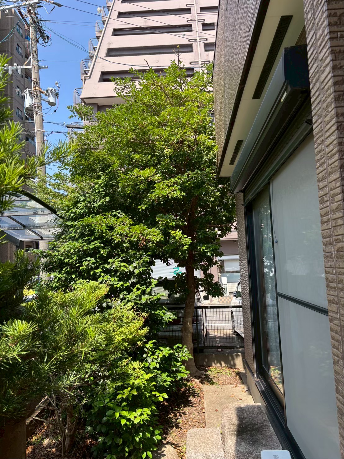 一宮市伐採前