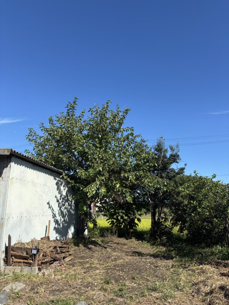 愛知県江南市畑伐採前