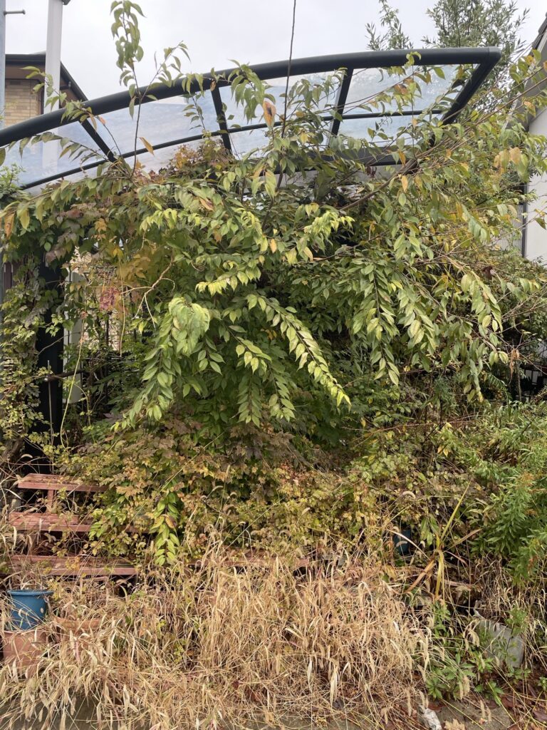 岐阜県岐阜市 カーポート 草木の撤去 作業前