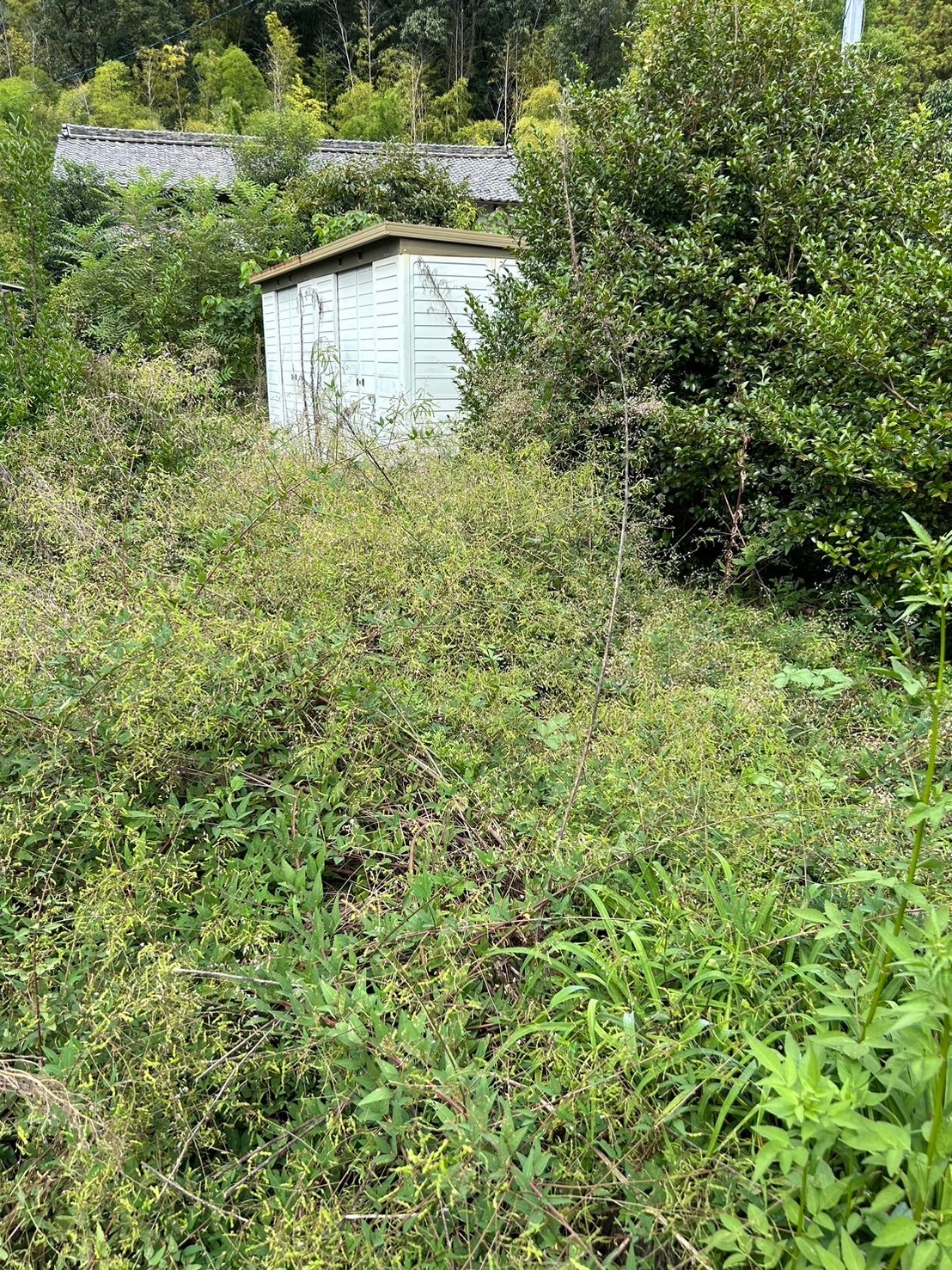 岐阜市で雑草が繁茂した庭の草刈り作業前の様子