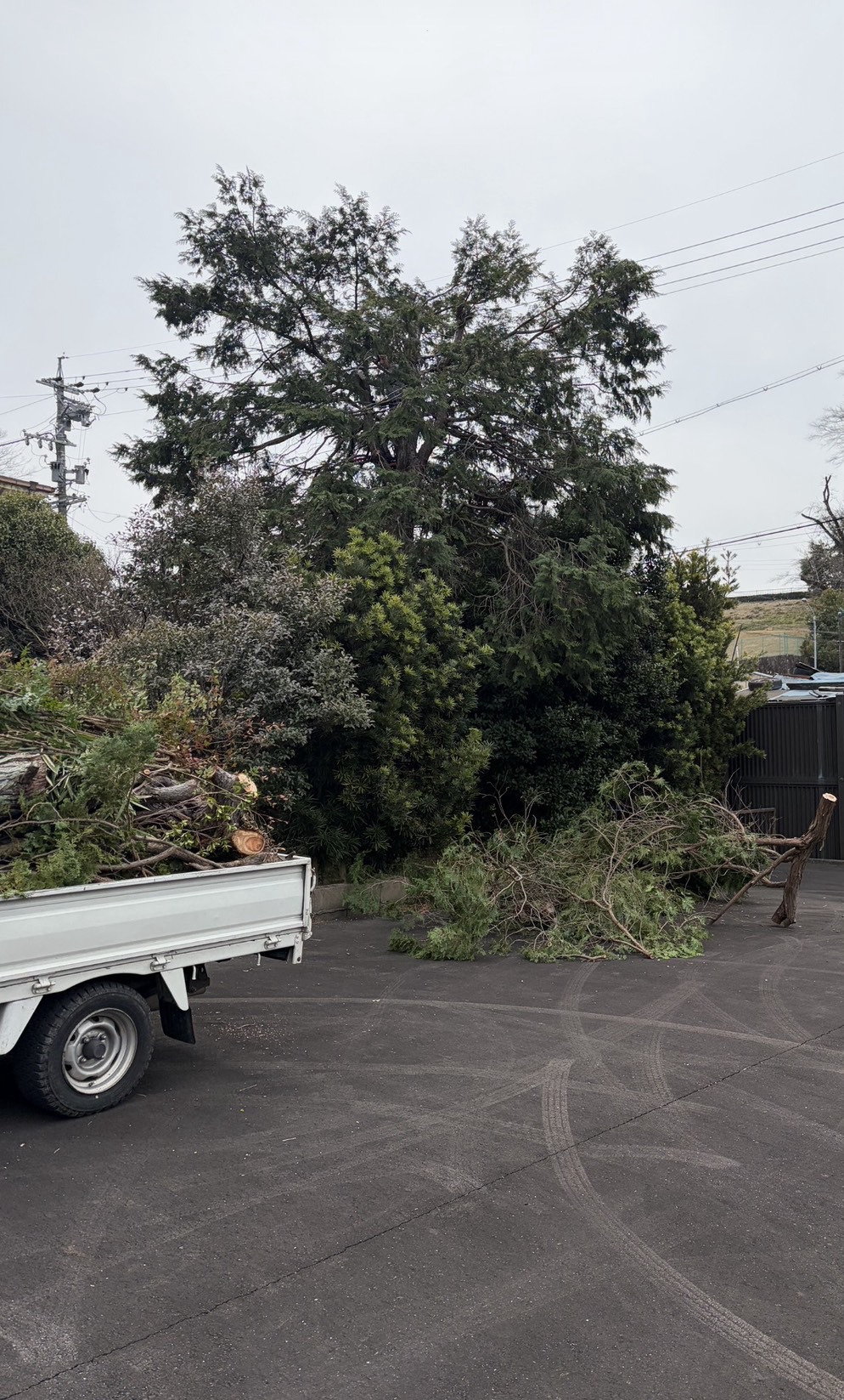 犬山市 木の剪定 作業中