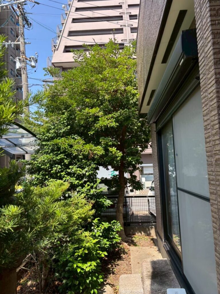 一宮市伐採前