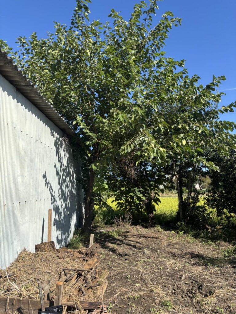 江南市樹木伐採前