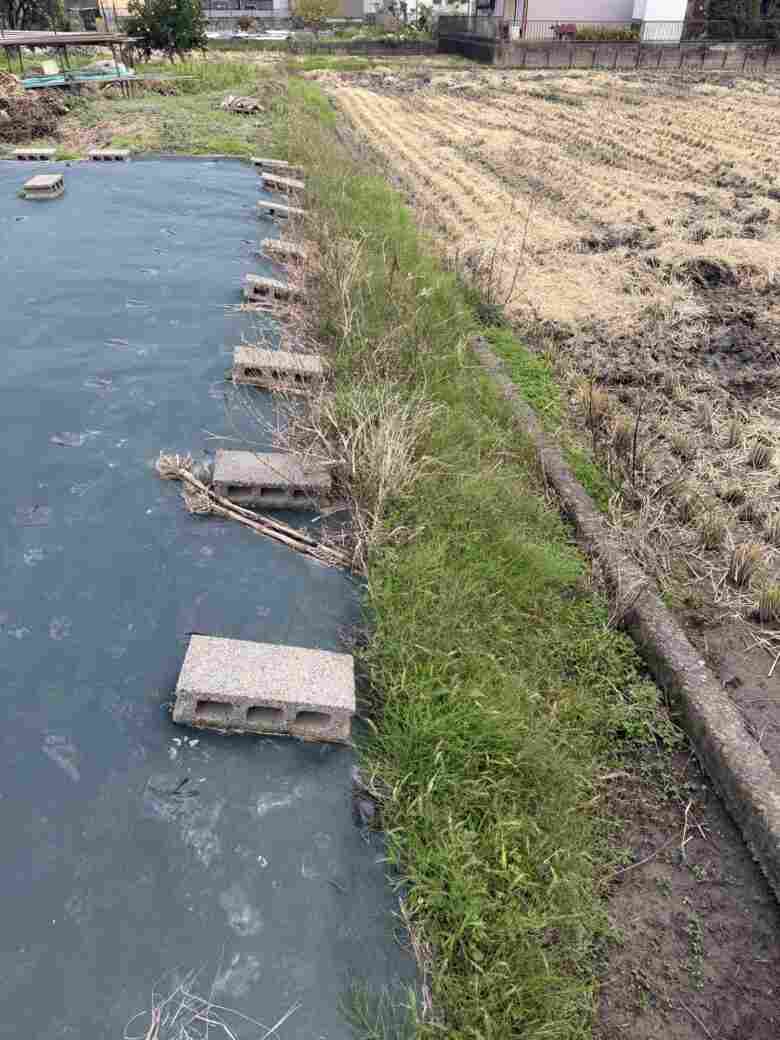 一宮市の畑 草刈り前の様子