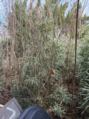 愛知県あま市での草刈り作業前の様子