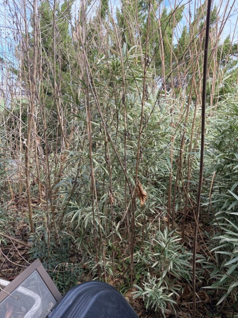 愛知県あま市での草刈り作業前の様子