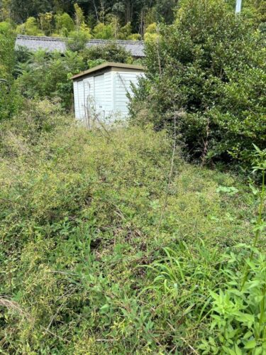 岐阜市での草刈り作業前の庭の状態