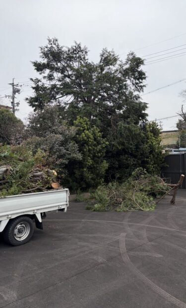 犬山市 木の剪定 作業中