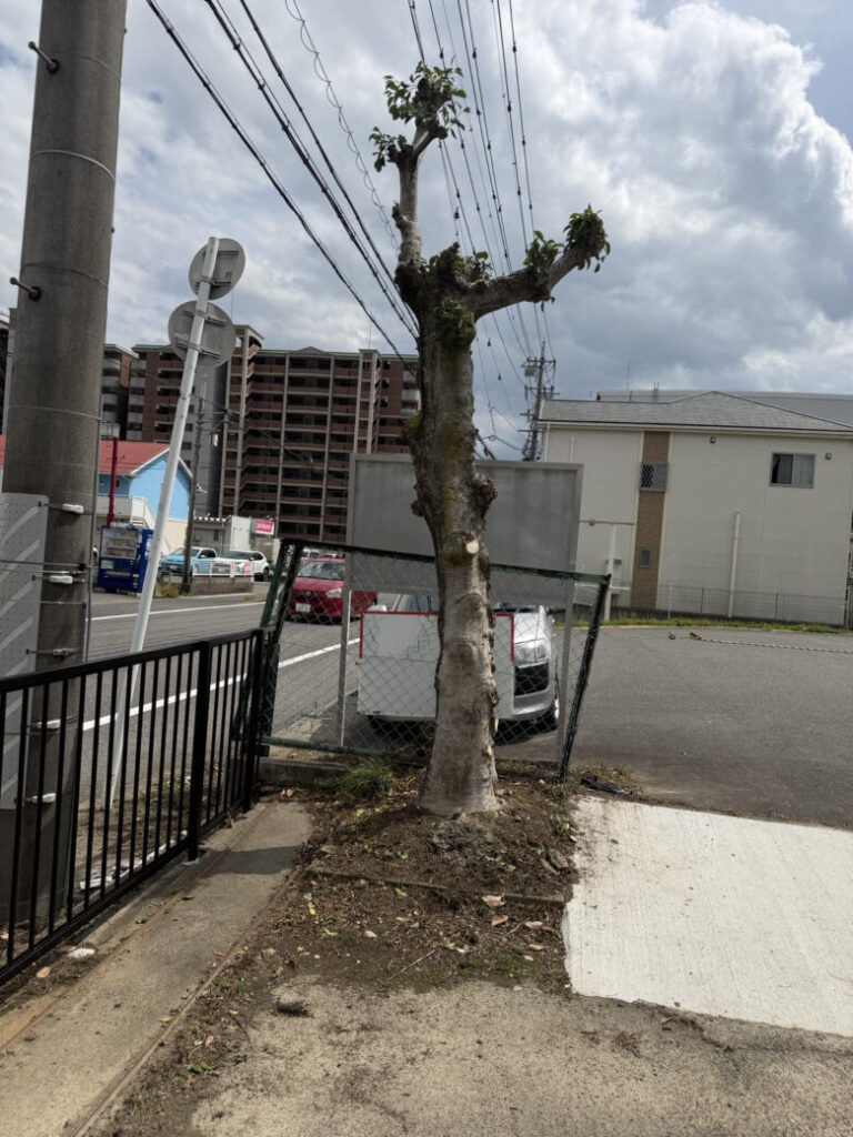 愛知県一宮市での木の剪定と草刈り 作業後