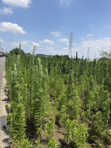 あま市作業前