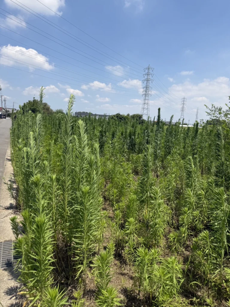あま市作業前